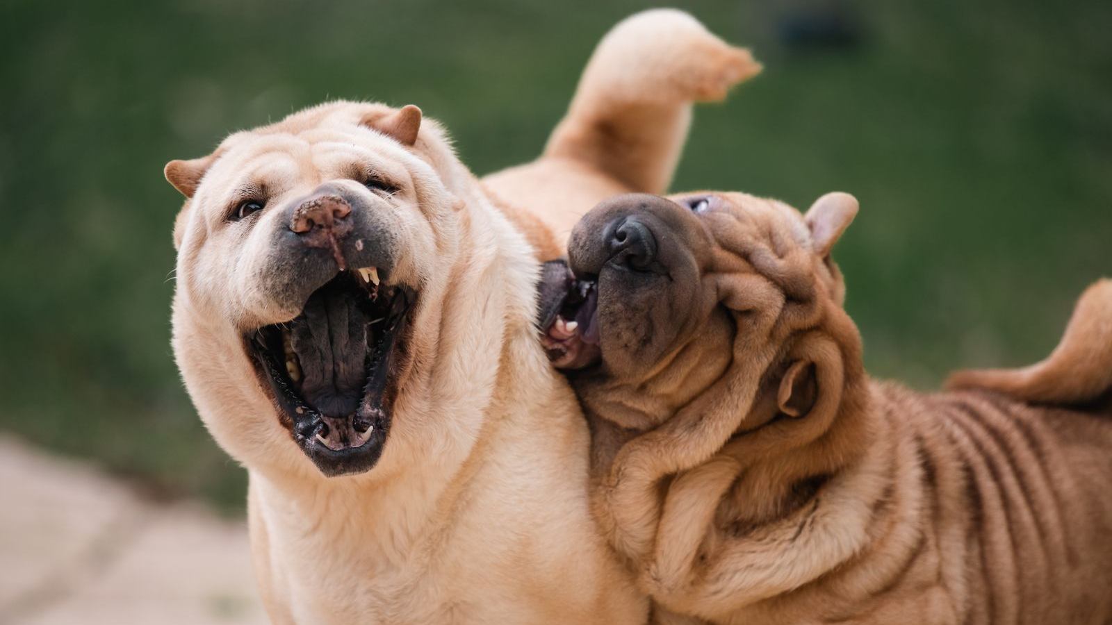 Two dogs wrestle and play together outside