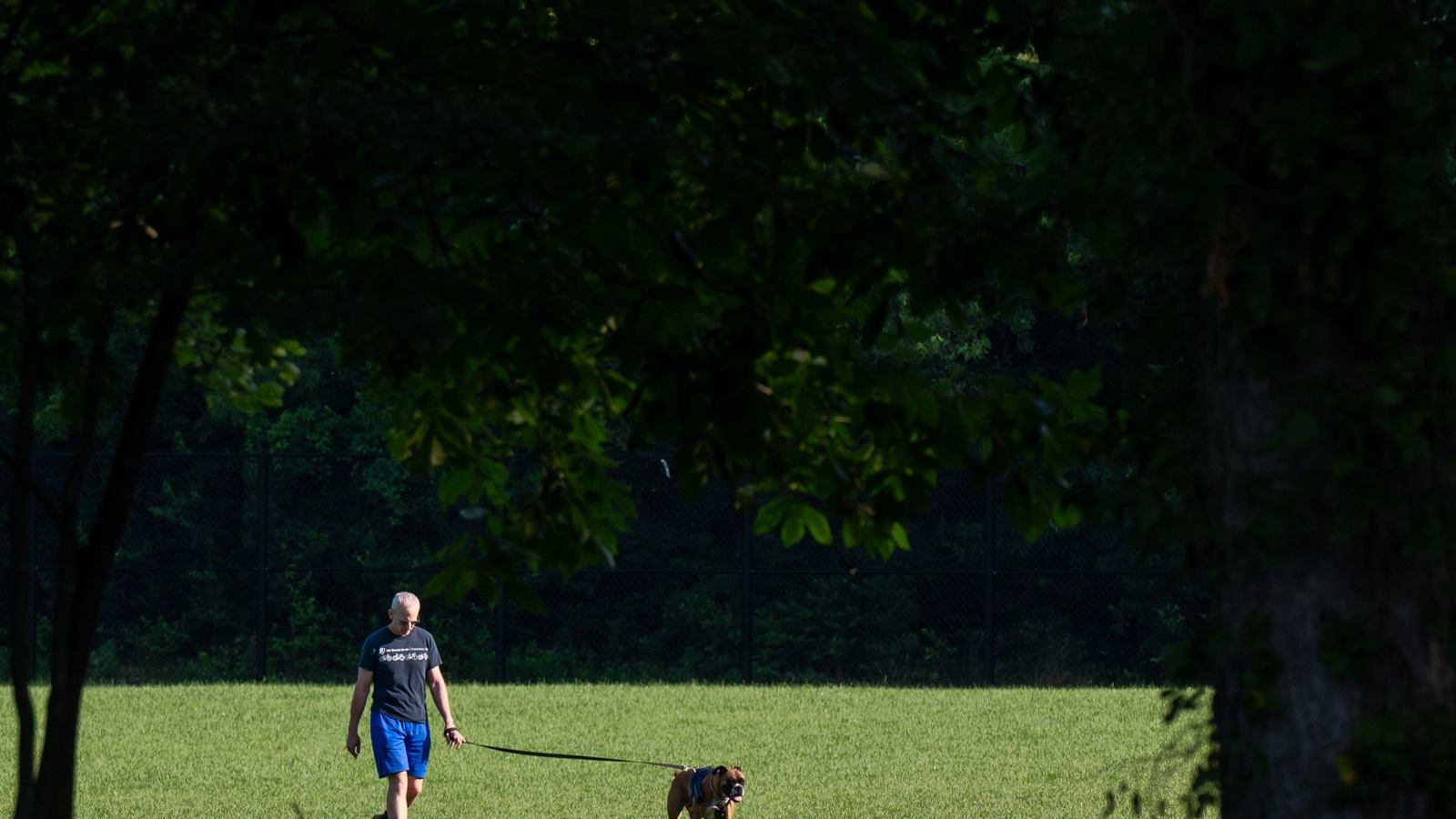 A man walks his boxer across a sunny green park
