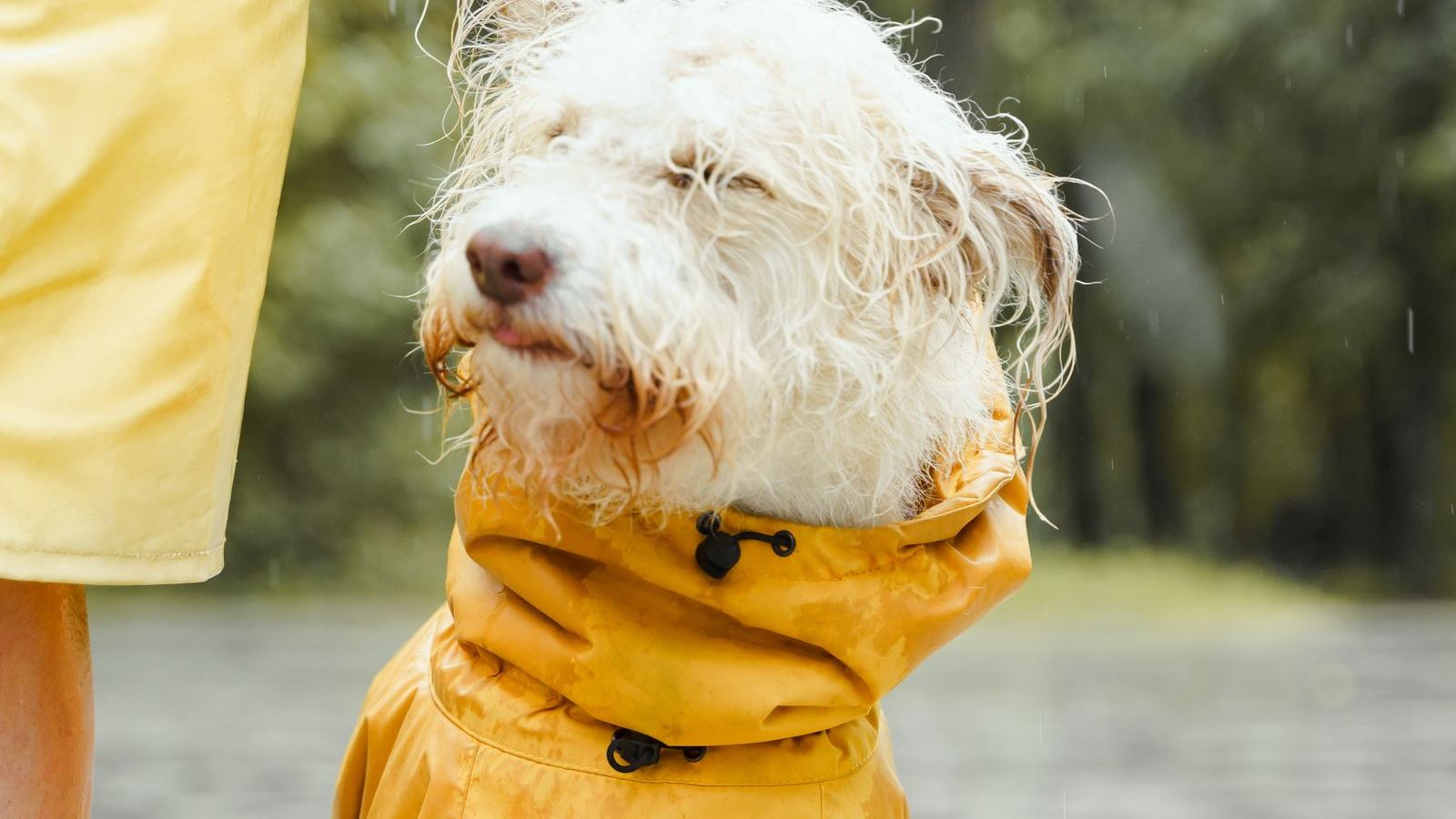 A dog in a yellow raincoat and boots out in the rain