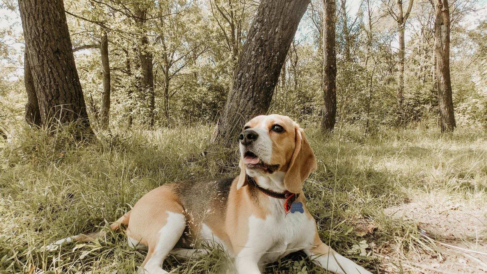 A happy beagle rests in the shade under tall trees