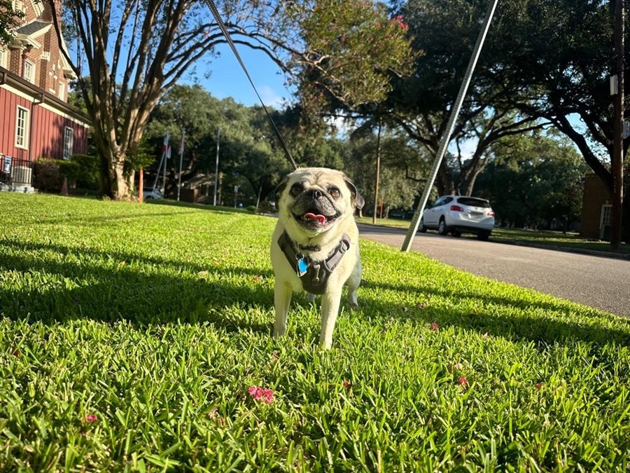 Frank the pug, a happy Shady Waggers client in Downtown, Houston